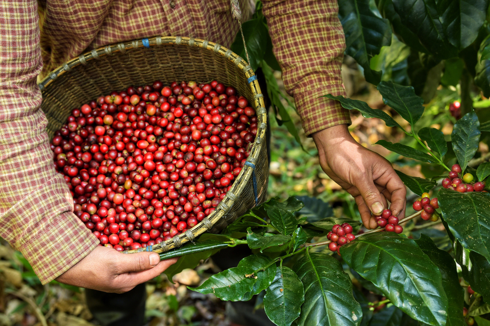 What Makes Guatemala A Unique Coffee Producer 